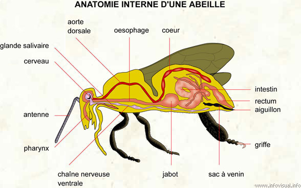 Anatomie interne d'une abeille